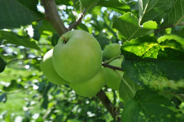 Manzanas Maduras Jardín Cosechando Manzanas Condiciones Naturales — Foto de Stock