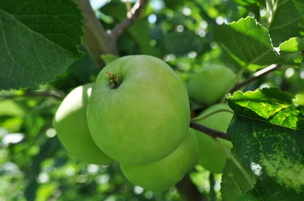 상태에서 사과를 수확하면서 정원에서 사과를 놓는다 — 스톡 사진