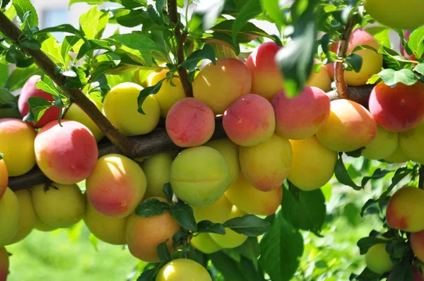 Pflaumenernte Unter Natürlichen Bedingungen Ernte Der Früchte Reife Früchte Auf — Stockfoto
