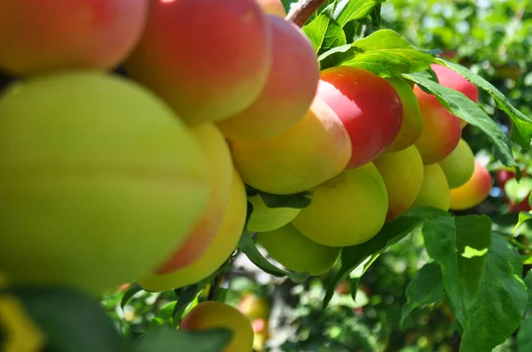 Prunus Betakarítás Természetes Körülmények Között Gyümölcs Betakarítás Érett Gyümölcs Egy — Stock Fotó