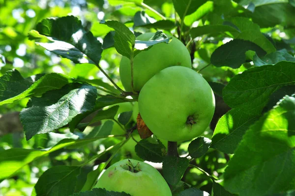 Ώριμα Μήλα Στον Κήπο Συγκομιδή Μήλων Φυσικές Συνθήκες — Φωτογραφία Αρχείου