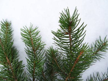 Noel süslemeli Noel ağacı, arkaplan resmi, bayram kutlamaları