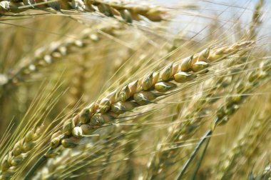 Mısır gevreği, buğday tohumları, tarladaki bitkiler.