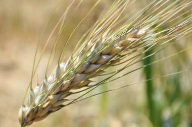 Mısır gevreği, buğday tohumları, tarladaki bitkiler.