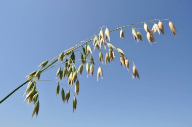 Reaching the harvest in the field, growing oats harvesting, agriculture in natural conditions