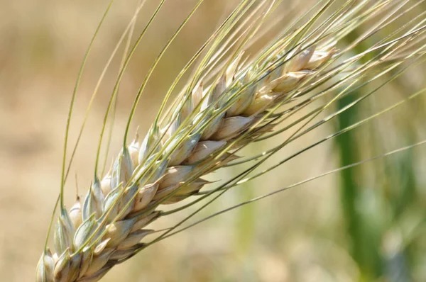 穀物の栽培作物 小麦の種のクローズアップ フィールド内の植物 — ストック写真