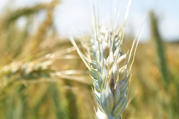 Pěstované Obiloviny Detailní Záběr Pšeničných Semen Rostliny Poli — Stock fotografie