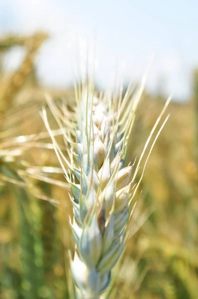 Выращенный Урожай Зерновых Крупный План Семян Пшеницы Растения Поле — стоковое фото