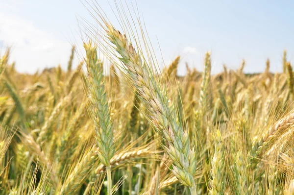 穀物の栽培作物 小麦の種のクローズアップ フィールド内の植物 — ストック写真