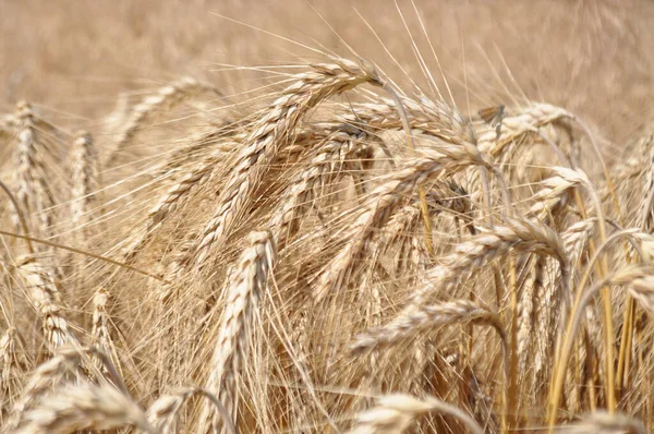 Ripe Ears Grain Field Harvesting Agriculture Natural Conditions — Stock fotografie