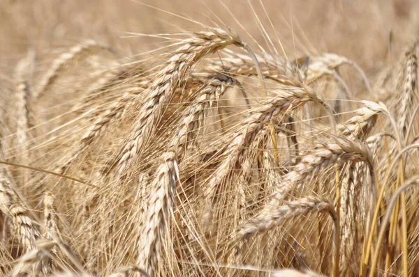 Pěstované Obiloviny Detailní Záběr Pšeničných Semen Rostliny Poli — Stock fotografie