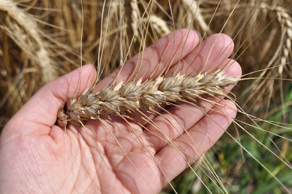 stock image Grown crop of cereals, close-up of wheat seeds, plants in the field