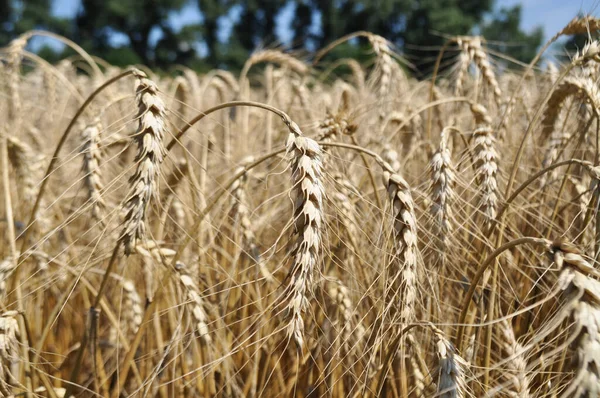 Ripe Ears Grain Field Harvesting Agriculture Natural Conditions — Stock fotografie