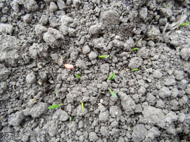 Wheat seedlings in the field close-up, growing a grain crop