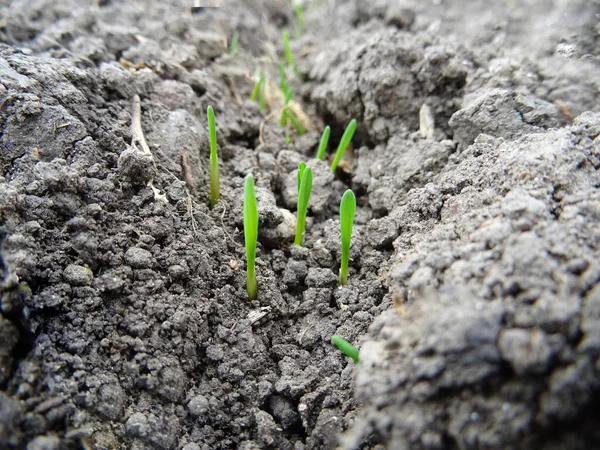 Wheat seedlings in the field close-up, growing a grain crop