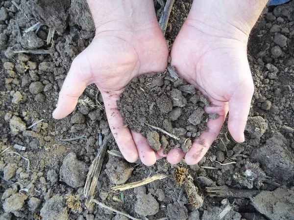農家は種を蒔く前に畑を検査し 手に土を入れ クローズアップします — ストック写真