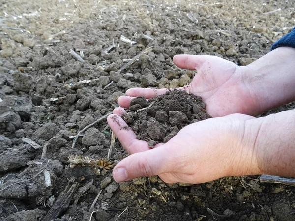 Farmer Inspects Field Sowing Seeds Pieces Soil His Hands Close — Stock Photo, Image