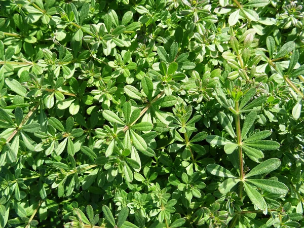 Galium Aparine Harmful Plant Agriculture Weed Close Natural Conditions — Stock Photo, Image