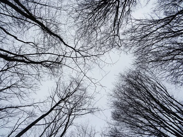 stock image Looking up in the forest, interlacing treetops in the sky, natural pattern