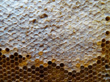 Arılar bir çerçevede bal toplar, bal ise yakın plan yemek için.