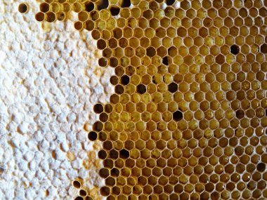 Arılar bir çerçevede bal toplar, bal ise yakın plan yemek için.