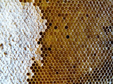 Arılar bir çerçevede bal toplar, bal ise yakın plan yemek için.