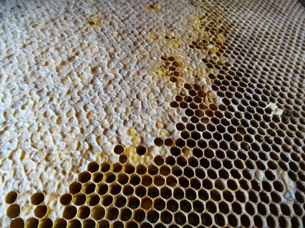 Bijen Verzamelen Honing Een Frame Honing Voor Voedsel Close — Stockfoto