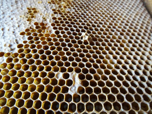 蜜蜂在一个框架内采集蜂蜜 蜂蜜用于食品特写 — 图库照片