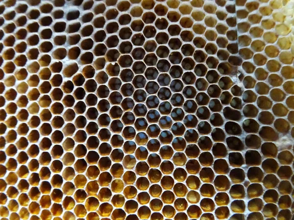 蜜蜂在一个框架内采集蜂蜜 蜂蜜用于食品特写 — 图库照片