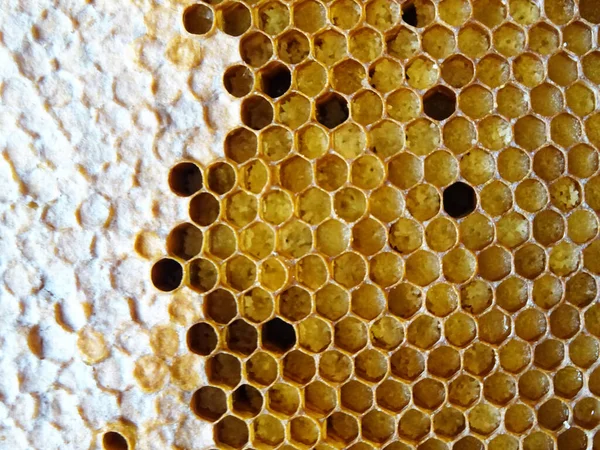 벌들은 모읍니다 — 스톡 사진