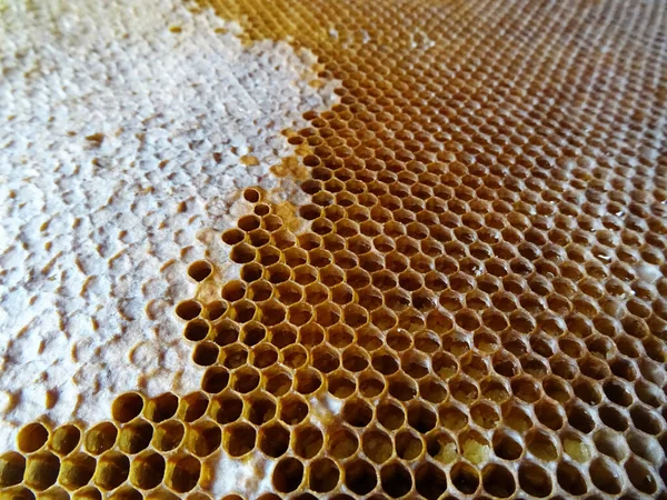 Méhek Gyűjtik Mézet Egy Keretben Méz Élelmiszer Közelkép — Stock Fotó