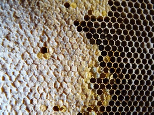 Arılar Bir Çerçevede Bal Toplar Bal Ise Yakın Plan Yemek — Stok fotoğraf