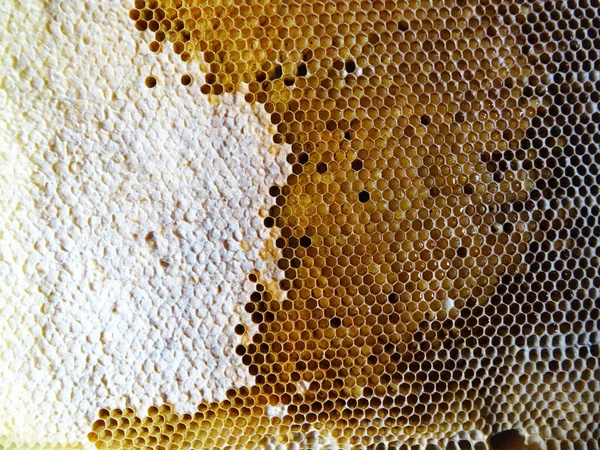 Пчелы Собирают Мед Рамке Мед Еды Крупным Планом — стоковое фото