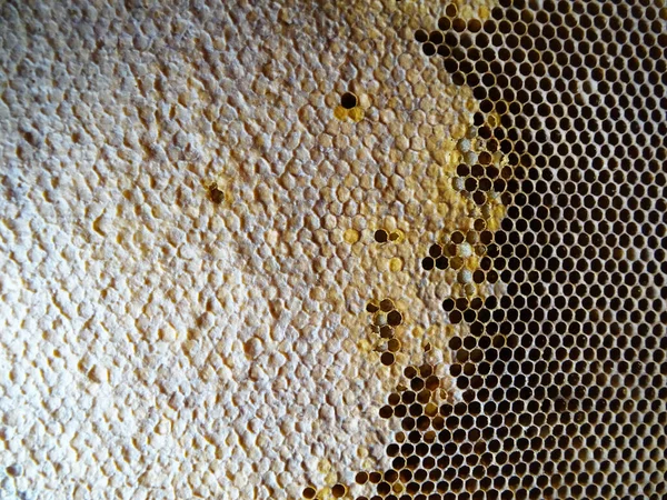 Bienen Sammeln Honig Rahmen Honig Für Die Nahrungsaufnahme Aus Nächster — Stockfoto