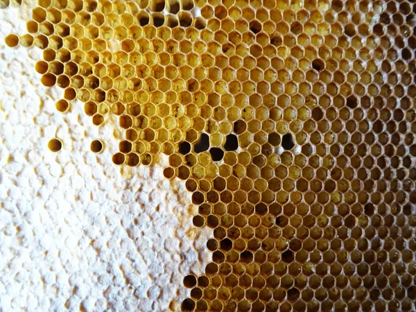Včely Sbírají Med Rámečku Med Pro Jídlo Zblízka — Stock fotografie