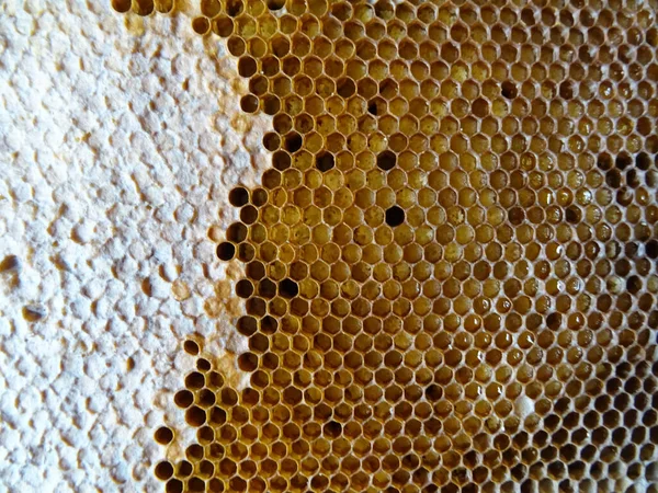 Pszczoły Zbierają Miód Ramce Miód Zbliżenie Żywności — Zdjęcie stockowe