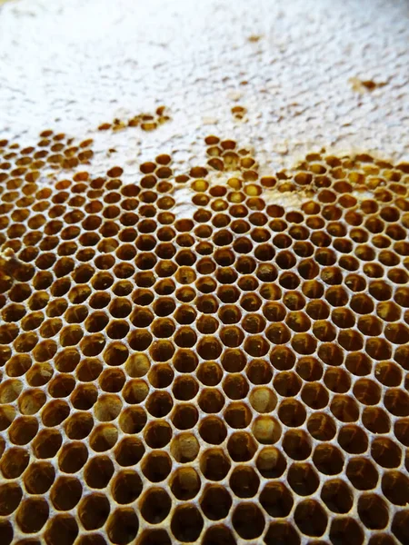 Bees collect honey in a frame, honey for food close-up