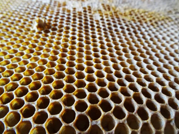 蜂は蜂蜜をフレームに集め 蜂蜜はフードクローズアップのために — ストック写真