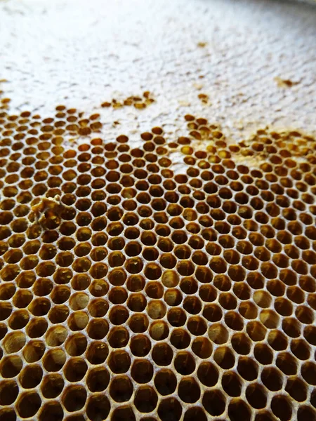 Bijen Verzamelen Honing Een Frame Honing Voor Voedsel Close — Stockfoto