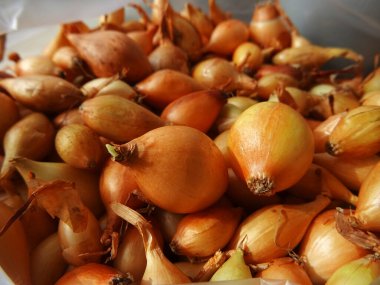 Tarım için soğan, toprağa ekin, yakın plan, tarım ürünleri yetiştirme sürecinde