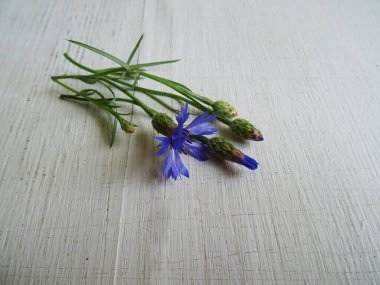 Arka planda çiçek, arka planda çiçek açan mavi kır çiçekleri..