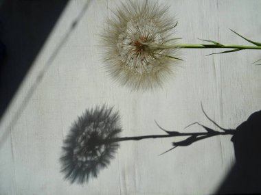 Avrupa planının arka planında ağırlıksız karahindiba. Çiçek açtıktan sonra karahindiba. Şemsiyeli bir tohum