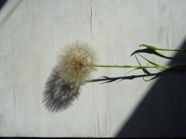 Avrupa planının arka planında ağırlıksız karahindiba. Çiçek açtıktan sonra karahindiba. Şemsiyeli bir tohum