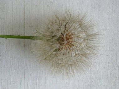 Avrupa planının arka planında ağırlıksız karahindiba. Çiçek açtıktan sonra karahindiba. Şemsiyeli bir tohum