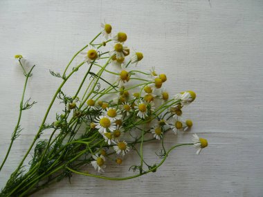 Arka planda papatya çiçekleri, bir bukette ilaç için kır çiçekleri.