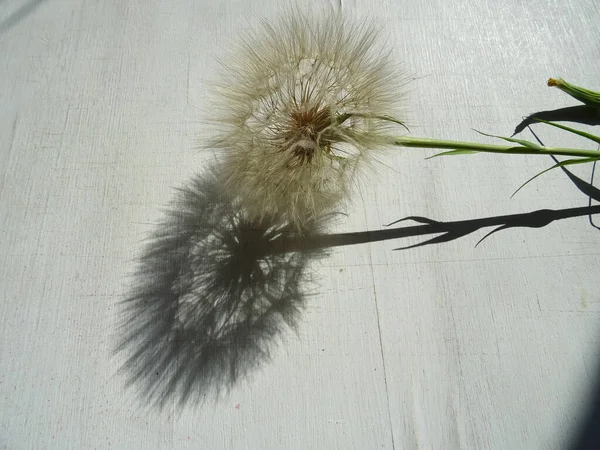 欧洲计划背景下的无重量蒲公英 开花后的蒲公英 有伞的种子 — 图库照片