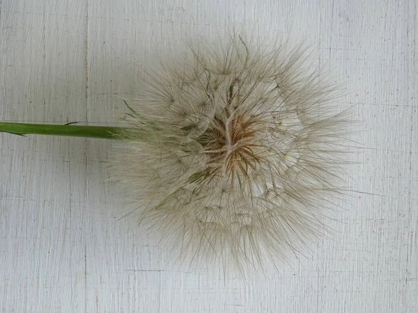 Avrupa Planının Arka Planında Ağırlıksız Karahindiba Çiçek Açtıktan Sonra Karahindiba — Stok fotoğraf