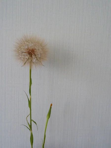 Avrupa Planının Arka Planında Ağırlıksız Karahindiba Çiçek Açtıktan Sonra Karahindiba — Stok fotoğraf