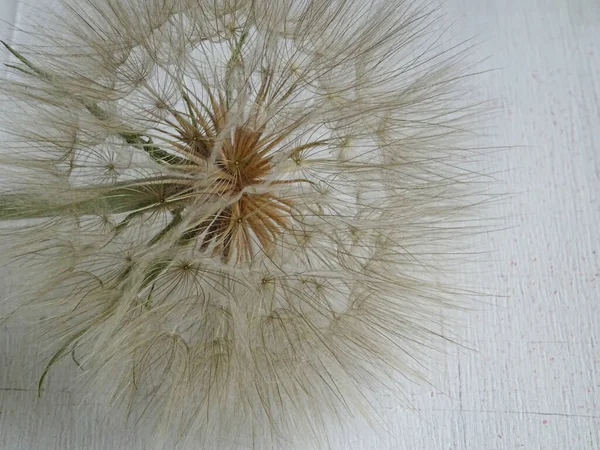 欧洲计划背景下的无重量蒲公英 开花后的蒲公英 有伞的种子 — 图库照片
