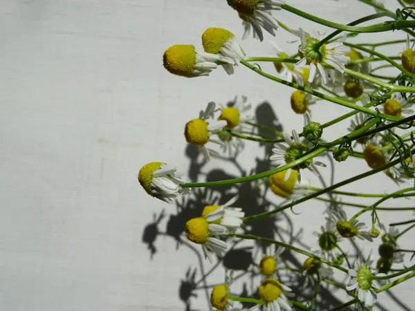 Fleurs Camomille Sur Fond Close Fleurs Sauvages Blanches Pour Médecine — Photo